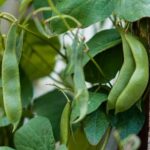 Best organic fertilizer for vegetable gardens: eco-friendly compost enriched with essential nutrients for healthy crops