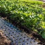 Using pine straw as mulch in vegetable gardens: safety and benefits explained