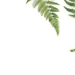 Companion Planting: A Guide to What Flowers Are Good Next to Vegetable Gardens