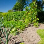 Squirrels eating vegetables in garden