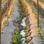 Important consideration: pollinating indoor vegetable gardens for optimal growth and yield