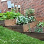 Benefits of Vegetable Gardens: Why Should We Have Vegetable Gardens in Our Backyard