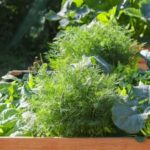 Using Peat Moss for Vegetable Gardens: Benefits, Application Tips, and Best Practices