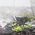 How to Grow Beefsteak Tomatoes: Expert Advice for Vegetable Gardeners