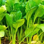 Black mulch suitable for vegetable gardens, benefits include soil temperature regulation and weed suppression