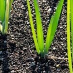 How Often Fertilizer for Vegetable Gardens How often to apply fertilizer for vegetable gardens: A seasonal guide for optimal growth