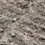 Marigolds: Great for Companion Planting in Vegetable Gardens