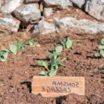 Survival gardening of vegetables: Is it worth it for self-sufficiency and sustainability