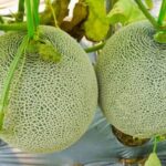 Benefits of Using Red Mulch in My Vegetable Garden: Improves Soil Health and Suppresses Weeds