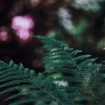 Using Rabbit Manure in Vegetable Gardens: Safety and Benefits