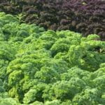 Organic Source of Nutrients: Using Shrimp Compost for Healthier Vegetable Gardens