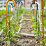 Using Mosquito Squad in Vegetable Gardens: Tips for Safe Application and Plant Protection