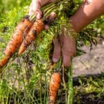 Are Grasshoppers Good for Vegetable Gardens Benefits of grasshoppers in vegetable gardens: natural pest control, soil aeration, and nutrient cycling