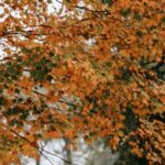 Using Treated Lumber Safely for Vegetables: Best Practices and Considerations