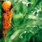 Effective methods for how to kill nutsedge in vegetable gardens: manual removal, mulching, and using herbicides