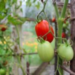 Choosing containers for vegetable gardening: Consider size, ensure ample space for healthy growth
