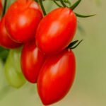 Step-by-step guide: How to Start Vegetable Gardens Early Indoors