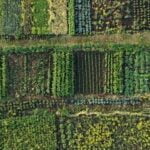 Using rabbit manure as fertilizer in vegetable gardens: benefits and precautions