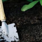 Black Earth: Ideal Nutrient-Rich Soil for Thriving Vegetable Gardens