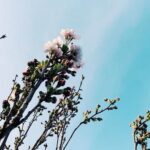 Safe option: Natria Broadleaf Weed Killer for Vegetable Gardens - Follow instructions for best results