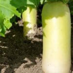 Topsoil safe for vegetable gardens: USDA-certified organic to ensure quality and safety for plants