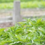 Potential harm from red ants in vegetable gardens: consider the risks to crops and take preventive measures