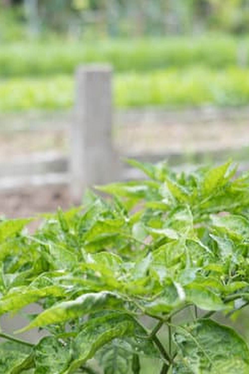 Are Red Ants Bad For Vegetable Gardens — Vegetable Gardening News