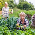 Preventing cats from entering vegetable gardens: natural deterrents and fencing solutions