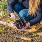 High-quality, nutrient-rich Evergreen Topsoil ideal for thriving vegetable gardens with lasting results