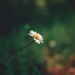 What is a safe weed killer for vegetable gardens: eco-friendly, non-toxic option for organic gardening