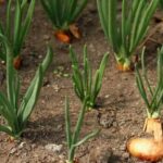 Prevent Contamination: Properly Seal Treated Wood When Used in Vegetable Gardens