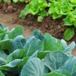 Why Aren't There More Rooftop Vegetable Gardens: Overcoming Barriers to Urban Agriculture