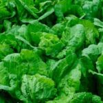 Choosing the Best Mulch for Vegetable Gardens: Tips and Recommendations