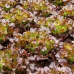 10-10-10 Fertilizer for Vegetable Gardens: Balanced nutrition for healthy, thriving plants