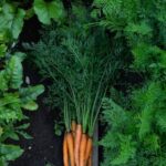 Discover the importance of vegetable gardening for sustainable living and healthy eating