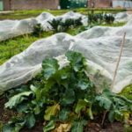 Marigold: Natural pest control and soil improvement for thriving vegetable gardens