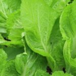 what flowers help vegetable gardens in utah