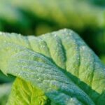 Playful chipmunks in vegetable garden, sharing tips to deter them