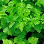 Optimal choices for container gardens: What Vegetables Grow Best in Container Gardens - a comprehensive guide