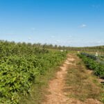 does glyphosate have residual effects on vegetable gardens