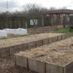 Applying Can Grub X to Vegetable Gardens: A Guide to Natural Pest Control