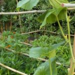 Is Dyed Wood Mulch Safe for Vegetable Gardens Dyed Wood Mulch: A Safe Option for Vegetable Gardens