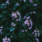 Is Grub Killer Safe for Vegetable Gardens Safe and effective grub killer for vegetable gardens