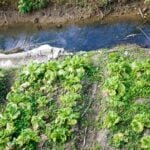 YES Benefits of growing your own vegetables make vegetable gardens worth time investment