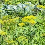 Boost Growth: Using Manure for Vegetable Gardens