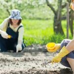 What Is a Cover Crop for Vegetable Gardens Cover crop for vegetable gardens promotes soil health and suppresses weeds. Learn what is a cover crop
