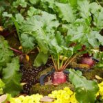 How to Keep Possums Away From Vegetable Gardens Possum deterrent for vegetable gardens: Apply mesh fencing and natural repellents. How to keep possums away from vegetable gardens