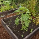 Using Sawdust as Mulch for Vegetable Gardens: Pros, Cons, and Tips