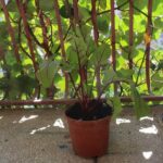 Benefits of Using Charcoal Ash in Vegetable Gardens