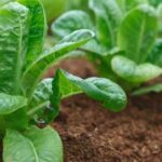 Best Vegetables for Gardening: Tomatoes, Peppers, and Spinach